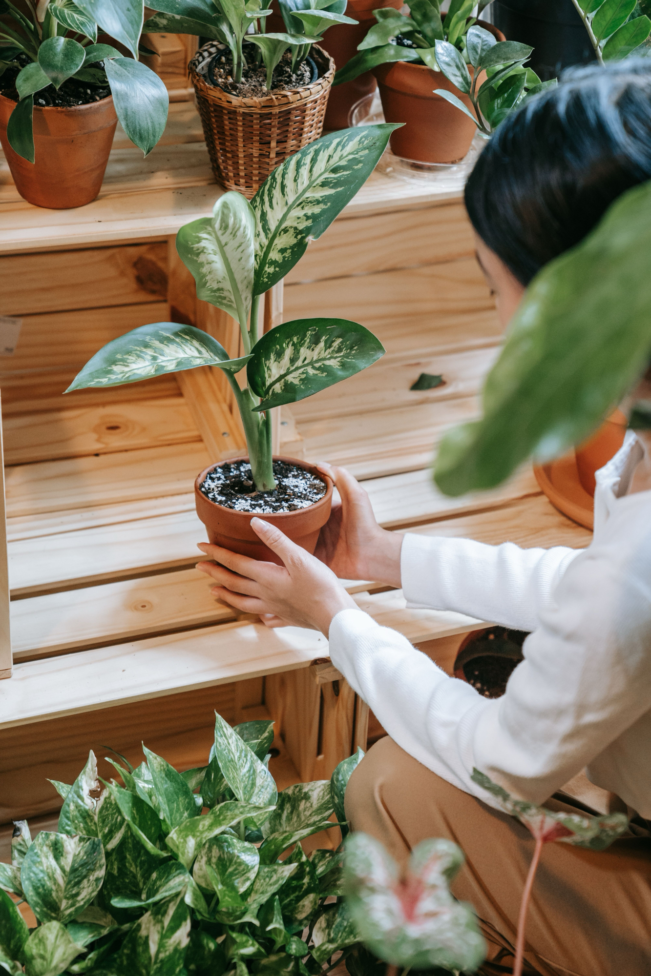 Low-Maintenance Indoor Plants for Aesthetic Vibes ✨